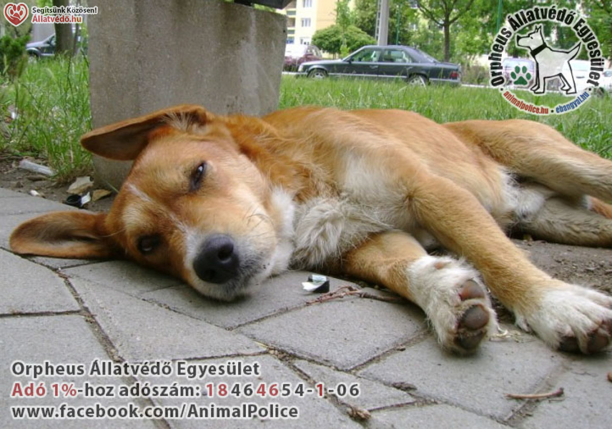 Adó 1 százalék 2026 Ügyfélkapuval – így ajánlhatod fel egyszerűen