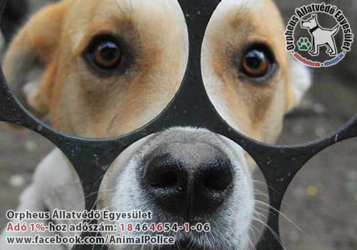 Fontos az adó 1 százalék felajánlás